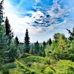 Avasi Arborétum Miskolc Avasi Arborétum Miskolc