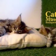 Cat Museum Budapest