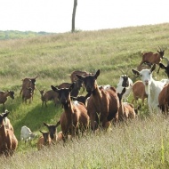 Tündérmajor Kecskefarm Gyűrűfű