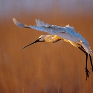 Kiskunsági Nemzeti Park Igazgatóság Kiskunsági Nemzeti Park Igazgatóság