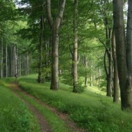 VERGA Veszprémi Erdőgazdaság
