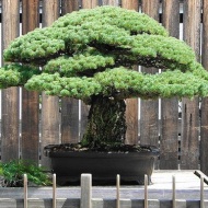 Egyetemi Bonsai Club