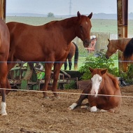 Mitró Ranch Szuhakálló