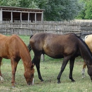 Ópusztaszeri Akhal Teke Ménes