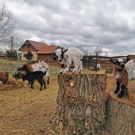 MINIfarm Állatsimogató Veresegyház