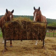 Szentesi Farm Balatonalmádi