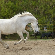 Gödi Lovastanya