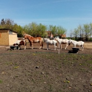 Remonda Szabadidős, Lovas- és Sportegyesület Békéscsaba