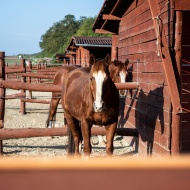 Texas Ranch Budakeszi