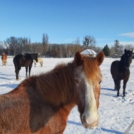 Dunaalmási Lovarda és Szabadidőpark