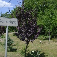 Gombolyag Alapítvány Gombolyag Alapítvány