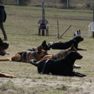 Academy Dog Kennels Kutyaiskola és Panzió Balatonfüred