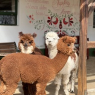 Napfény Alpaka Farm - Vidéki vendégház Pap