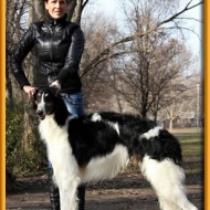 Bully Dog Center Kutyapanzió Bully Dog Center Kutyapanzió