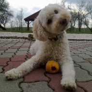Mini Dog Balatoni Kutyapanzió és Kutyanapközi Mini Dog Balatoni Kutyapanzió és Kutyanapközi