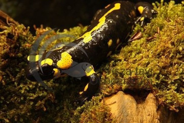 Állatkertek Éjszakája Tisza-tavi Ökocentrum Poroszló 2026