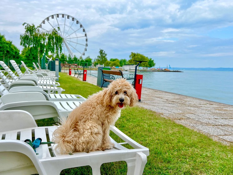 Balatoni üdülés kutyával Siófokon, várjuk kutyabarát vízparti szállodánkban a sétányon 