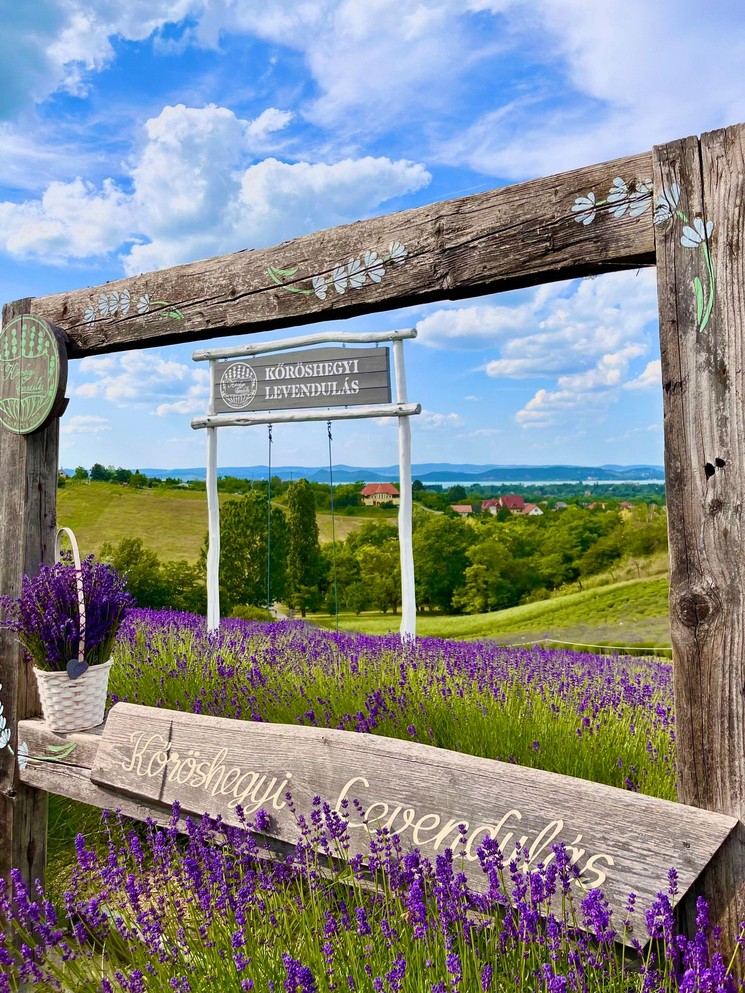 Levendula Ünnep Kőröshegy 2025