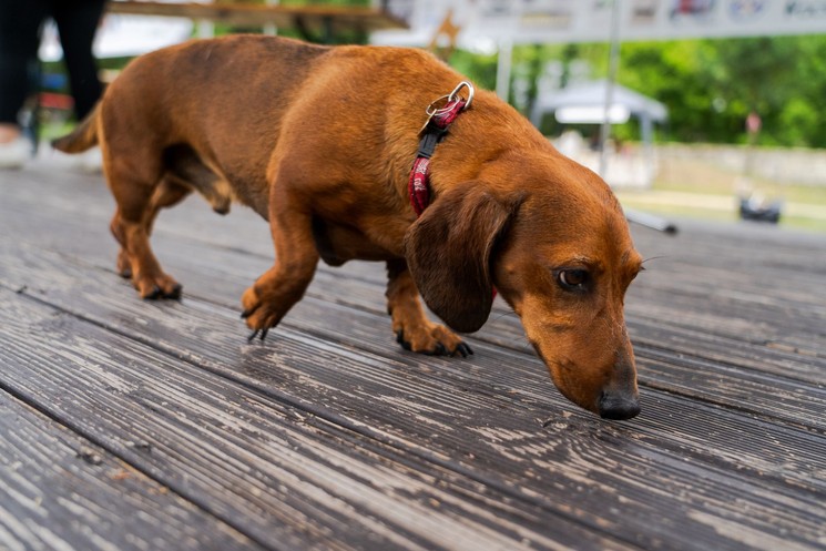 X. Tacsi Tali 2026 Veszprém - Várunk minden tacskót, tacsigazdit és kutyabarátot!