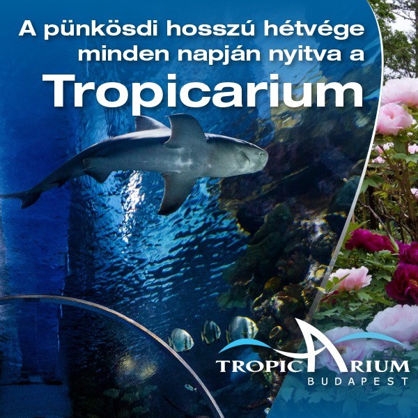 Pünkösd a Tropicariumban 2026. Látogatás az ünnepi hétvégén a cápás állatkertben Budapesten