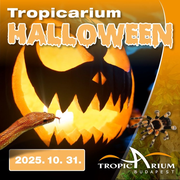 Halloween Budapest Tropicarium 2025