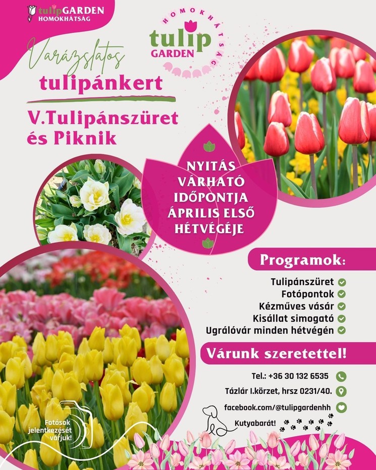 Tulipánszüret Tázlár 2026 - Homokhátsági tulipánszüret és piknik a TulipGardenben