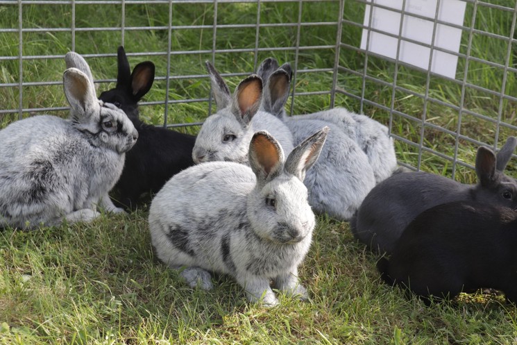 Húsvéti programok Dévaványa 2026 - Nyuszisimogató és látványetetések