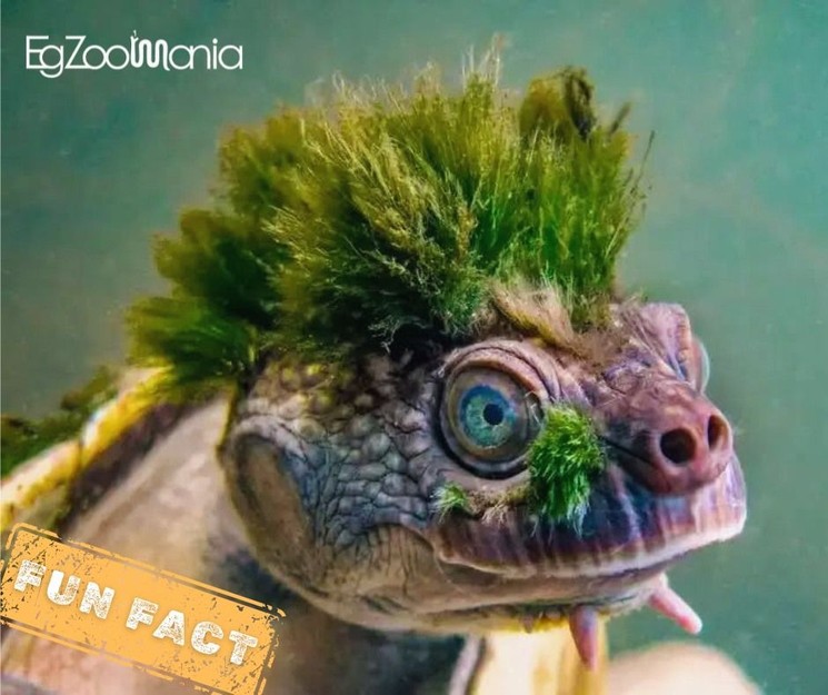 Egzotikus állatok Budapesten 2026. EgZoo Mania Egzootikus Állatvásár és Kiállítás