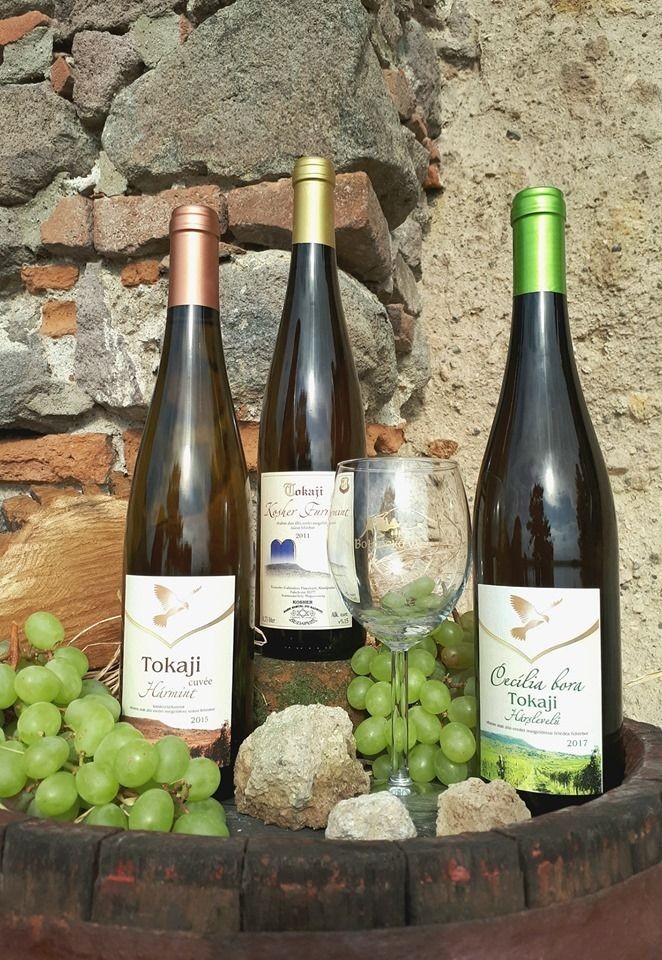 Dűlőtúra Abaújszántón 2026 - Bortúra a Tokaji borvidéken 