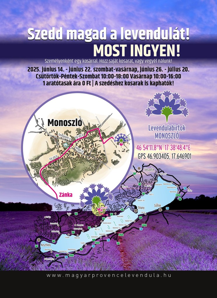 Levendula szedés 2025 Káli-medence. Szedd magad a levendulát a MagyarProcvence Levendulabirtokon!