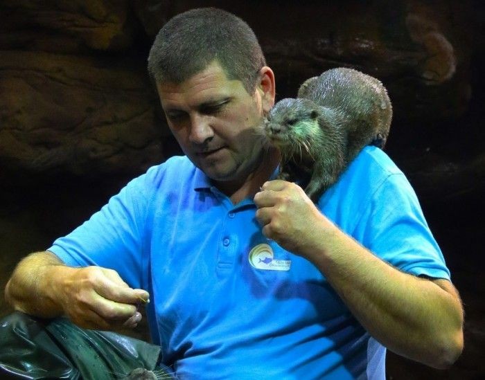 Vidra látványetetés Poroszlón minden nap a Tisza-tavi Ökocentrumban