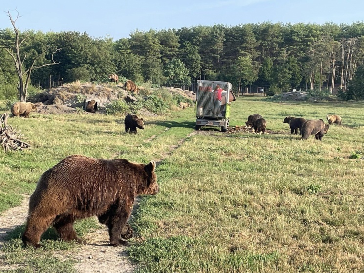 Állatkerti látogatás vezetéssel a Veresegyházi Medveotthonban felnőtt- és gyermekcsoportoknak