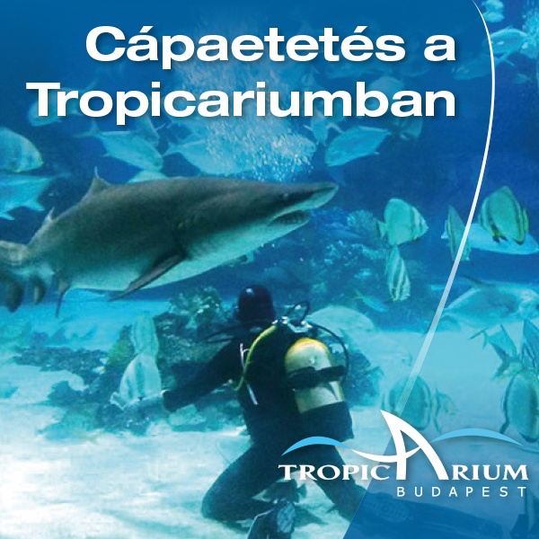 Cápaetetés Budapesten a Tropicariumban minden csütörtökön