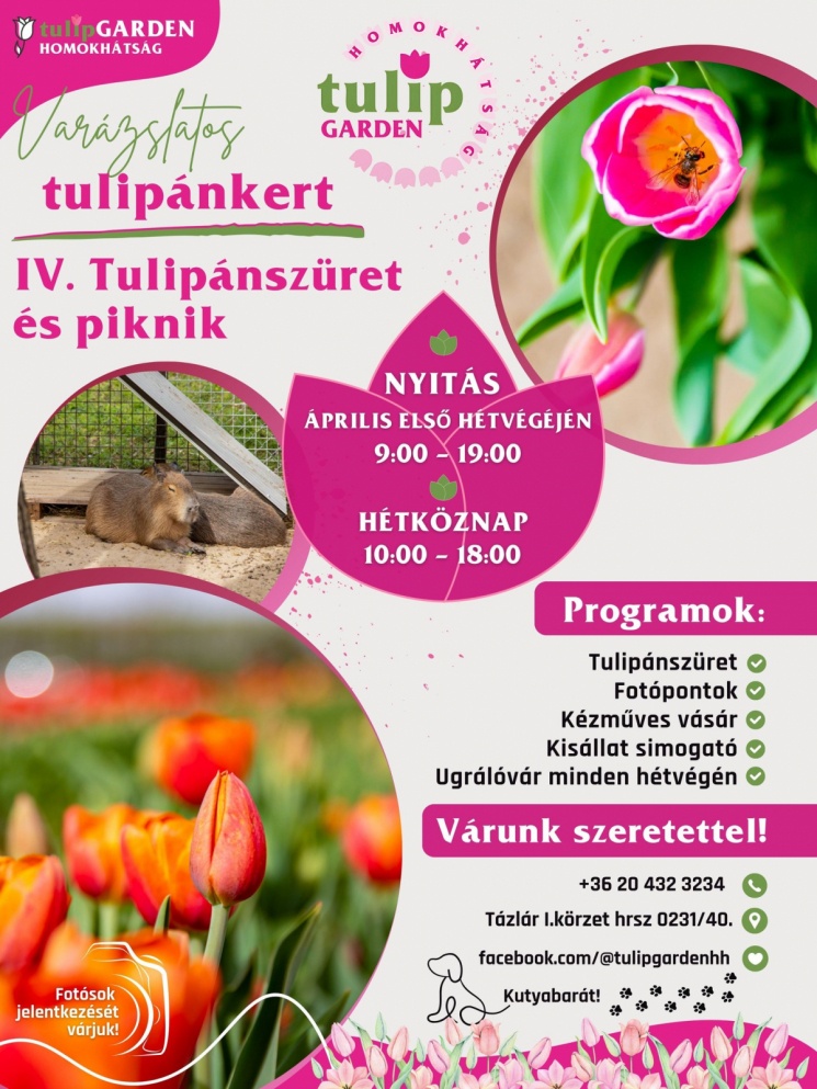 Tulipánszüret Tázlár 2025. Homokhátsági tulipánszüret és piknik a TulipGardenben