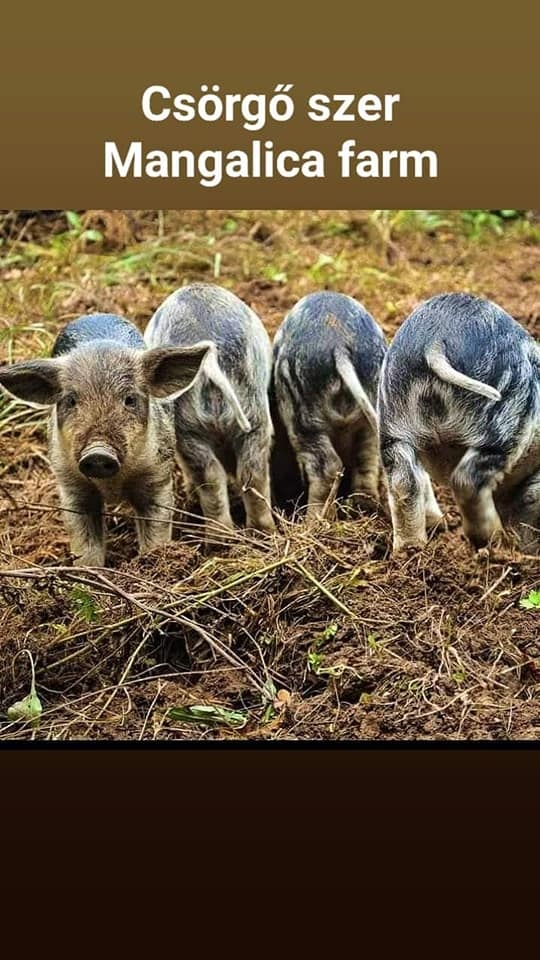 Mangalica termékeket vásárolhat az Őrségben a Batha-porta mangalicafarmjáról