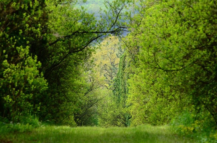 Erdei csapatépítés a Budakeszi Arborétumban