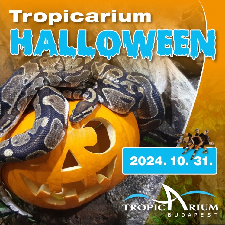 Halloween Budapest Tropicarium 2024