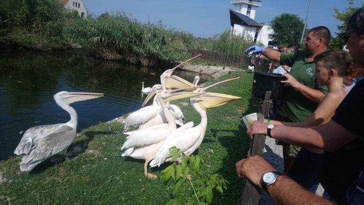 Kormorán és pelikán bemutató, látványetetések minden nap a Tisza-tavi Ökocentrumban