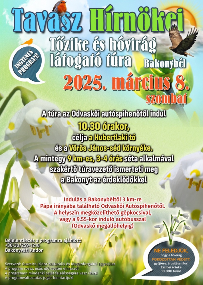 Tavasz hírnökei túra Bakonybél 2025. Hóvirág- és tőzike túra