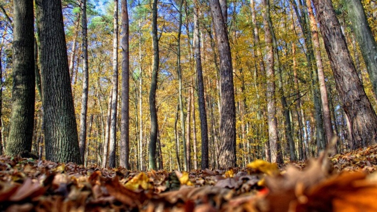 Erdei séta Sopron 2022. Fedezze fel túravezetővel a soproni erdők különleges világát!