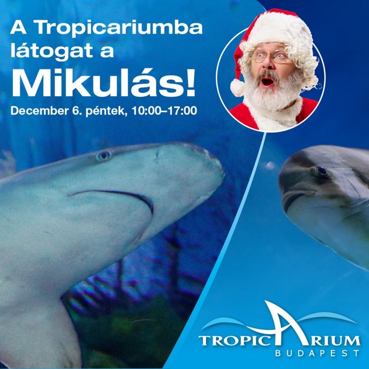 Mikulás Tropicarium 2024. Gyerekprogram Budapesten a Camponában