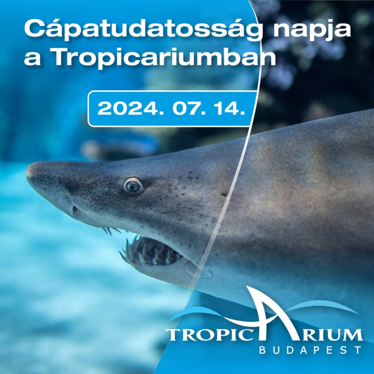 Cápák világnapja 2024. Cápatudatosság napja a Tropicariumban Budapesten