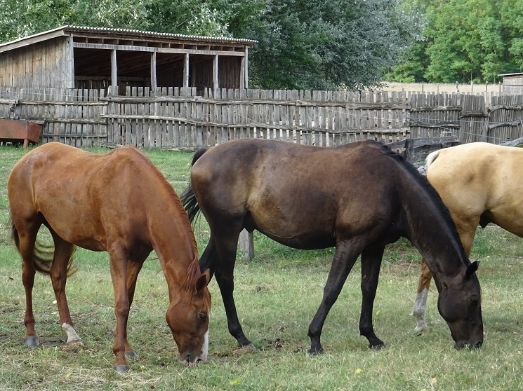 Ópusztaszeri Akhal Teke Ménes