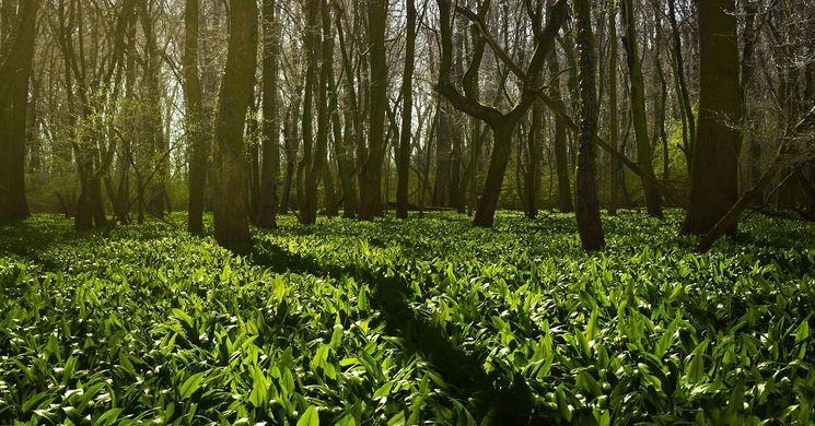 Medvehagyma Fesztivál Orfű 2026