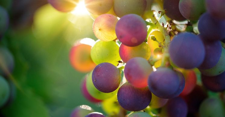 Bükkaljai Borfesztivál és Nemzetközi Borverseny Bogács 2026