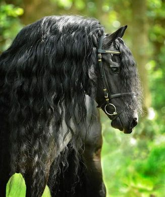 Fríz Ló Tenyészszemle és Fríz Lovak Bemutatója 2025 Budapest