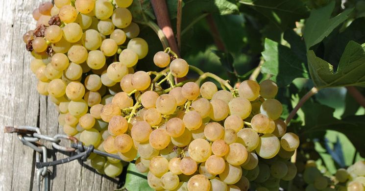 Szüreti Mulatság Bogács 2026