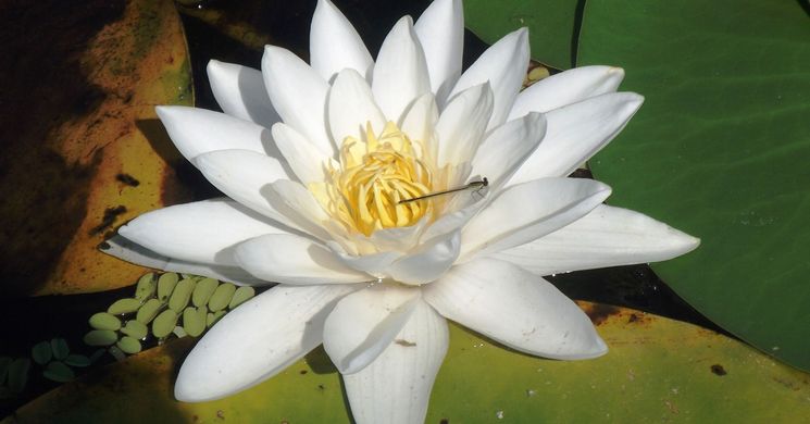 Környezetvédelmi Világnap  - Természetfotós hétvége Poroszló Tisza-tavi Ökocentrum 2026