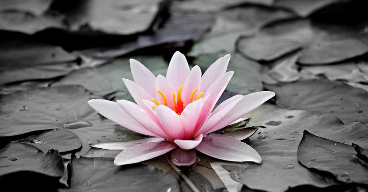 Egészségnap a Tisza-tónál 2026 Ökocentrum Poroszló