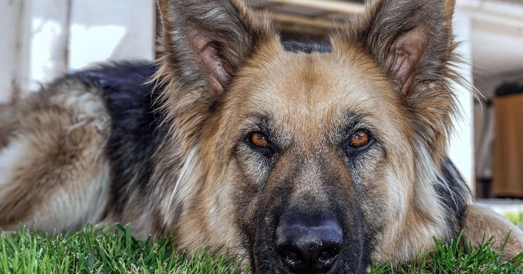 Kutyás nap 2026. Programok, események, rendezvények